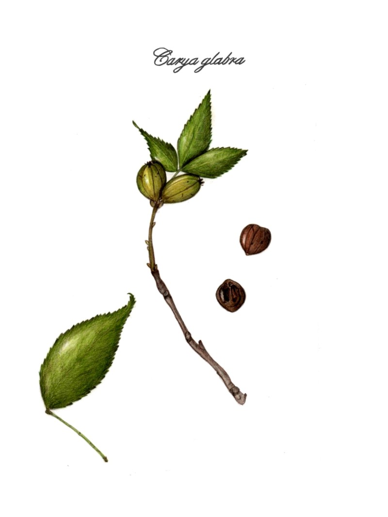 botanical-practice-hickory-tree-4