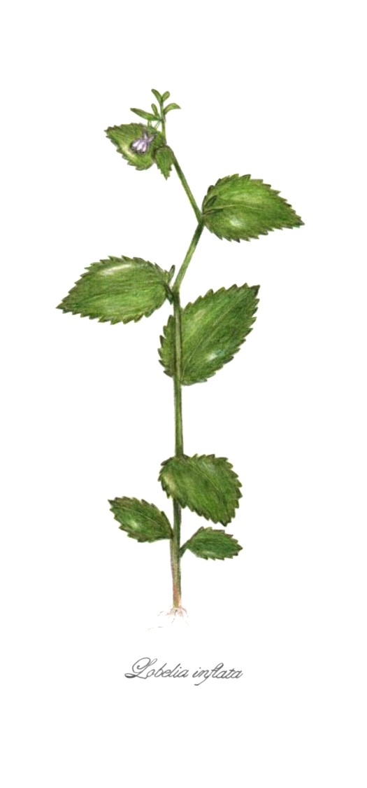 botanical-practice-indian-tobacco