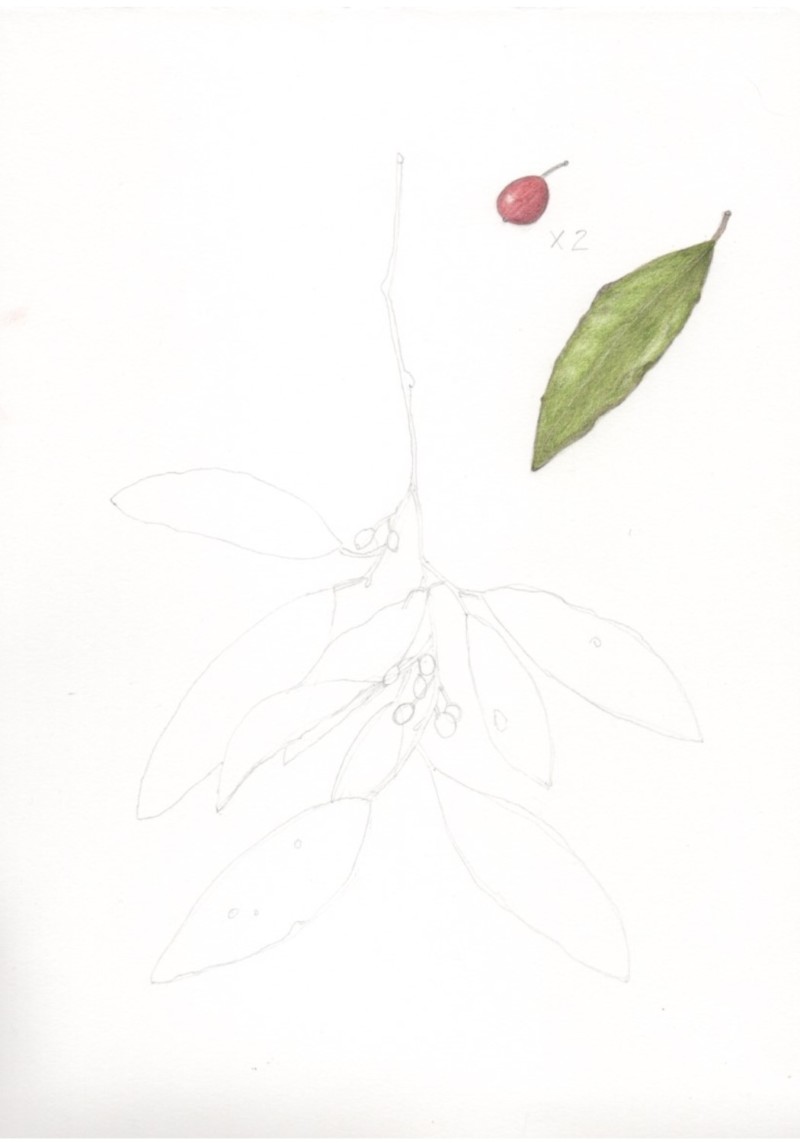 botanical-practice-kaffir-plum