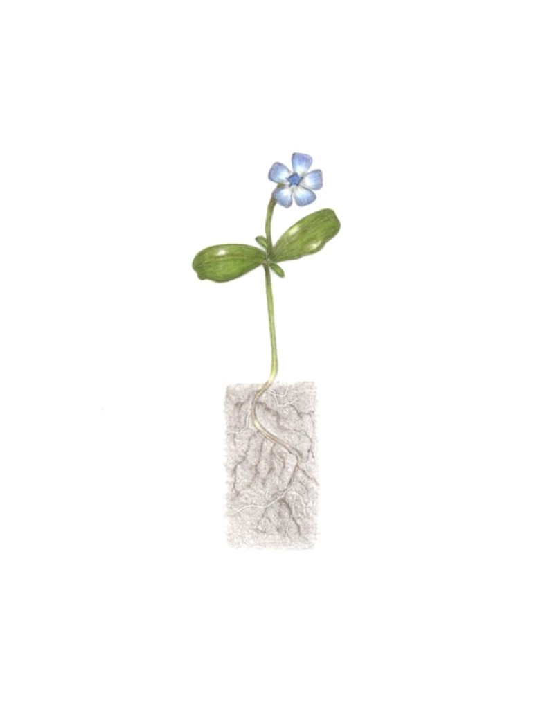 botanical-practice-periwinkle