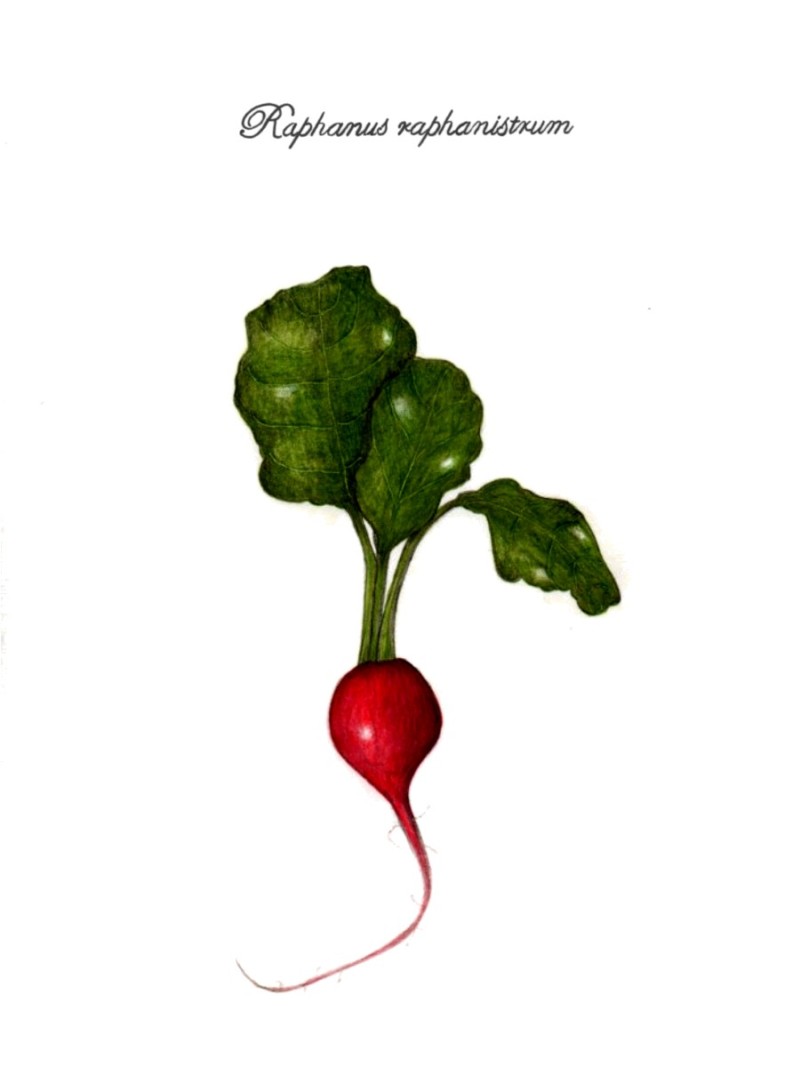 botanical-practice-radish-2