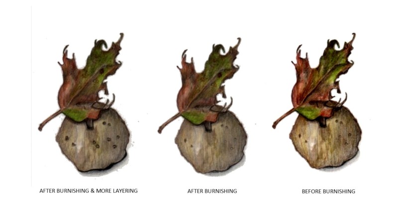 botanical-practice-red-oak-seed-pod-comparison-3