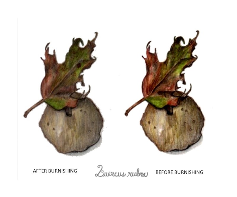 botanical-practice-red-oak-seed-pod-comparison