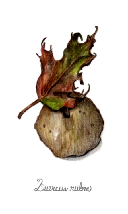 botanical-practice-red-oak-seed-pod