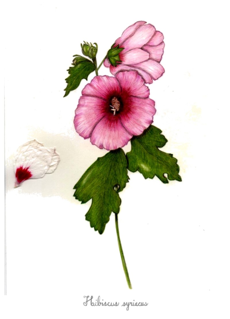 botanical-practice-rose-of-sharon-2