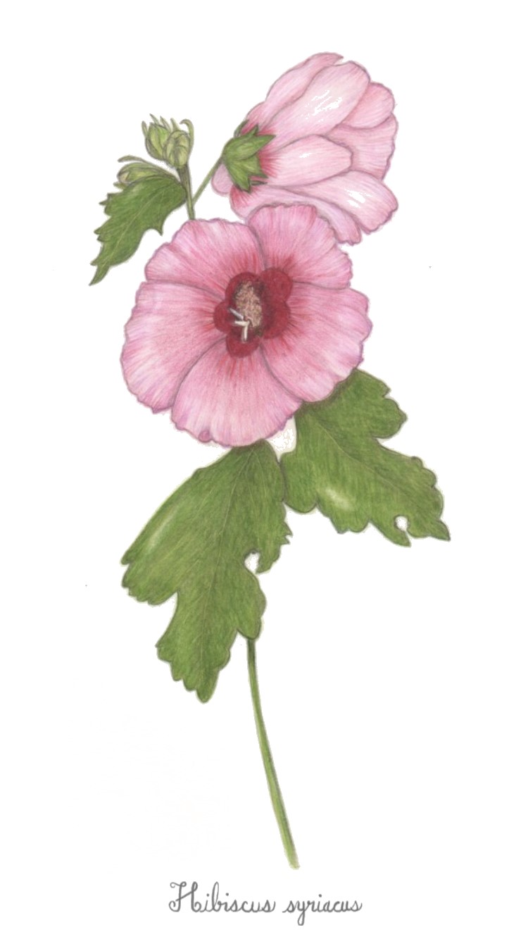 botanical-practice-rose-of-sharon