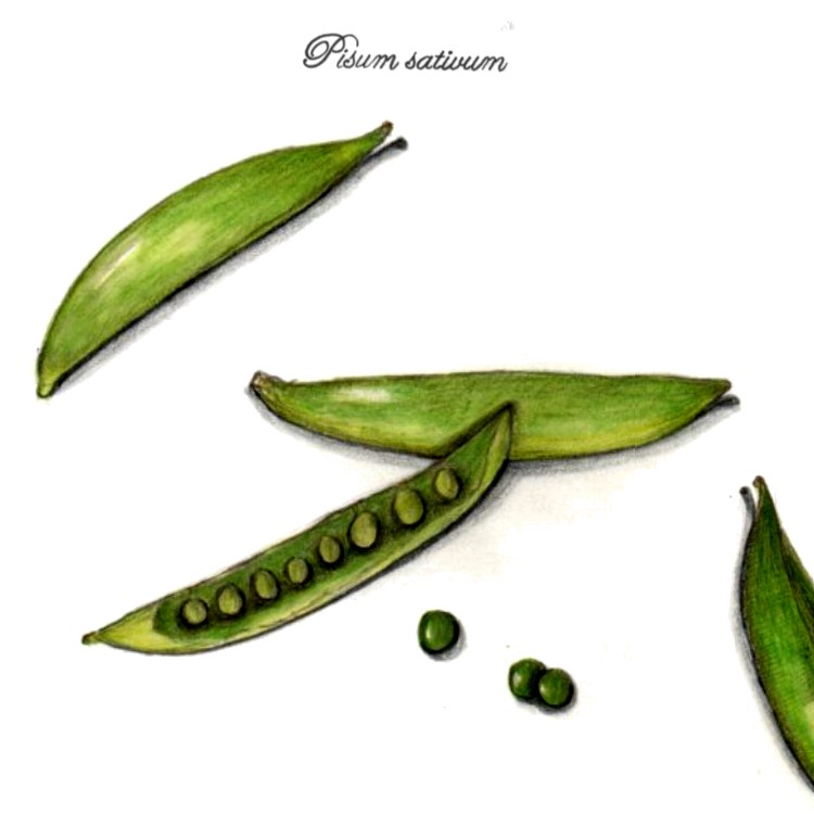 botanical-practice-sugar-snap-peas