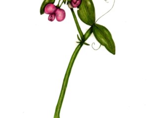 Botanical Practice Sweet Pea 2