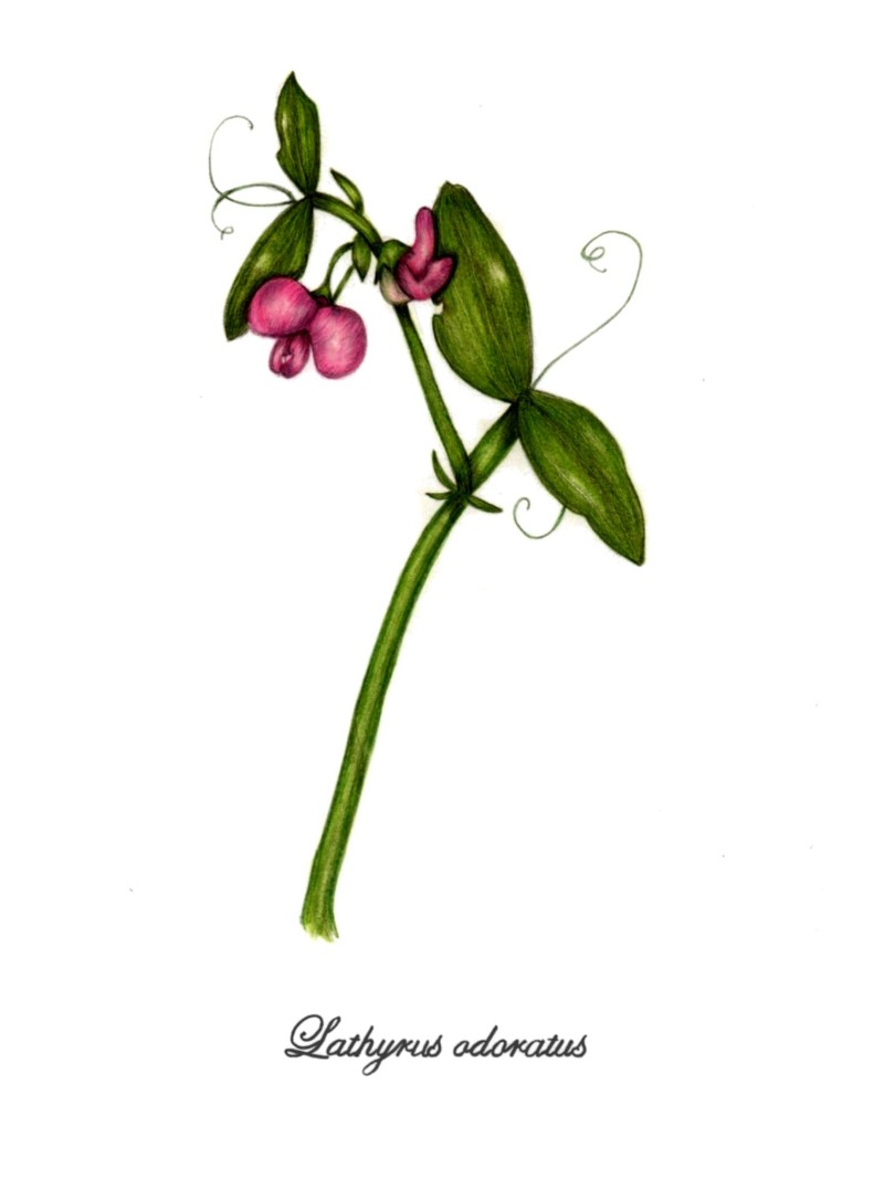 botanical-practice-sweet-pea-2