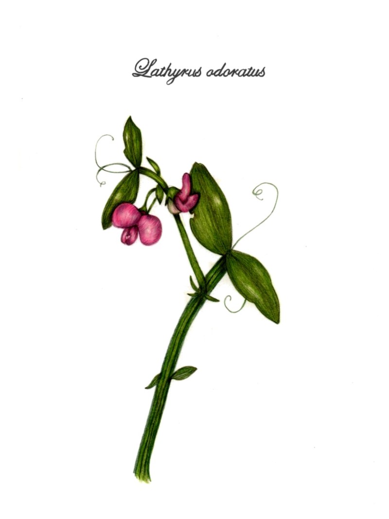 botanical-practice-sweet-pea-3