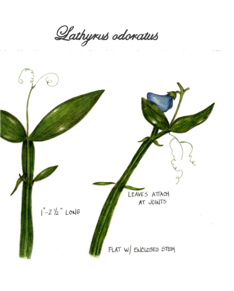 botanical-practice-sweet-pea-4