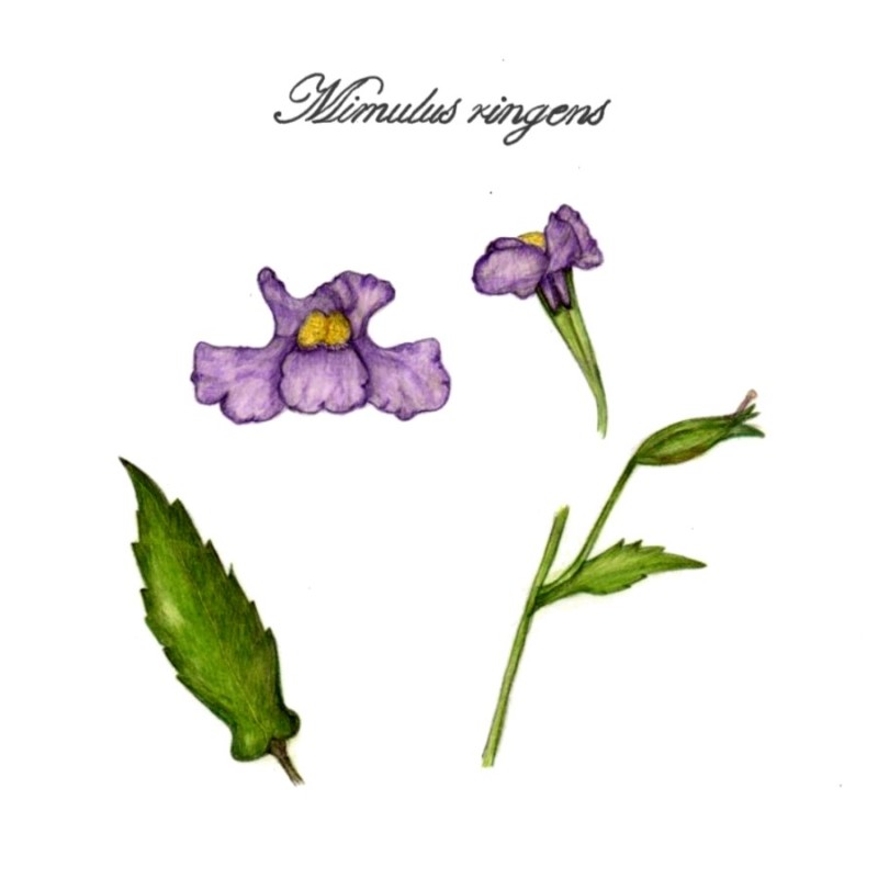 botanical-practice-allegheny-monkey-flower