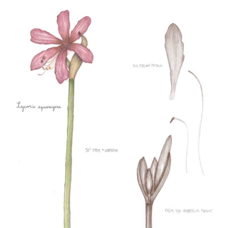 botanicl-practice-surprise-lily