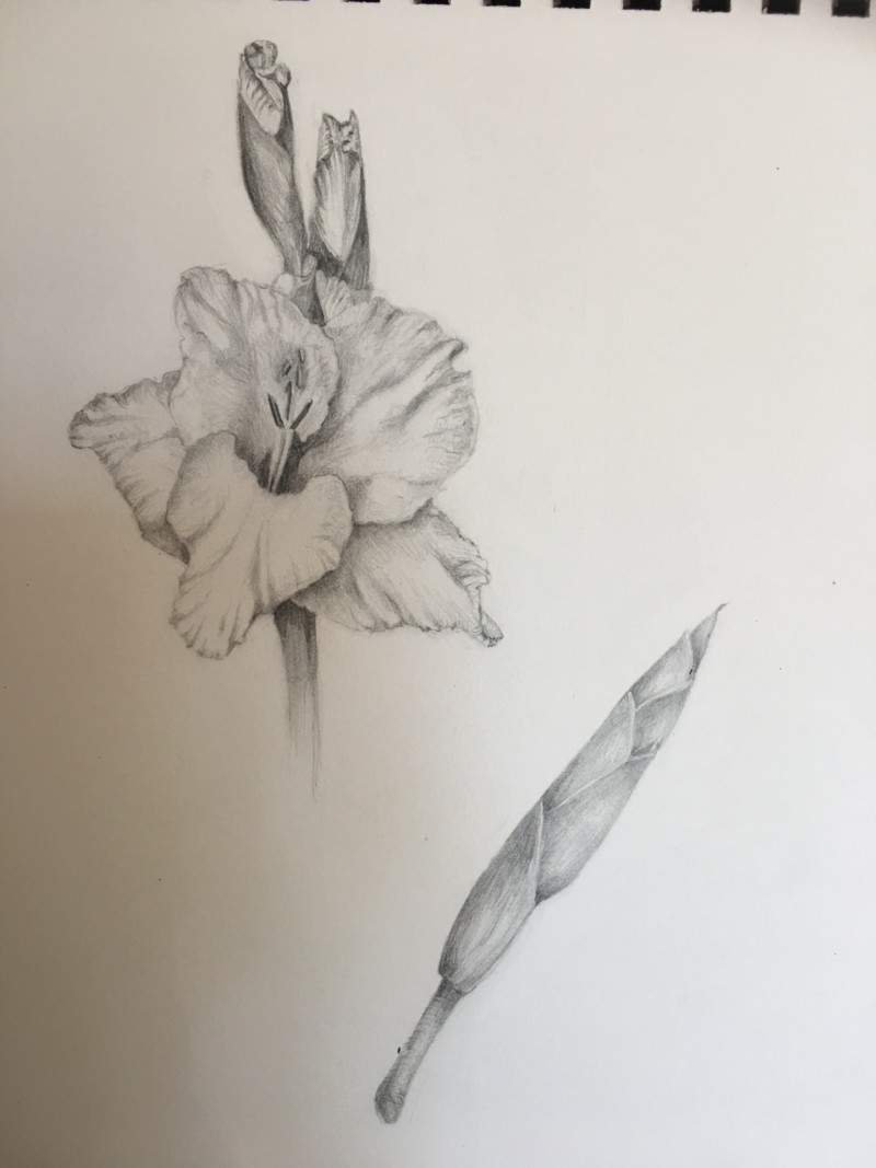 gladiola-drawing-2