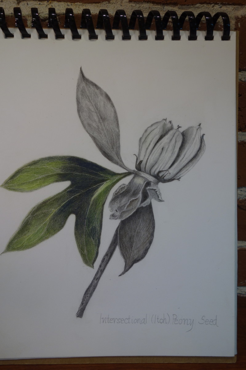 peony-seed-wlabel