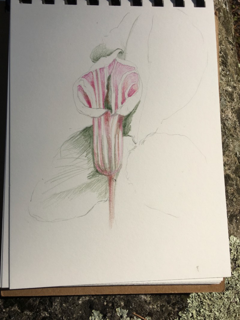 on-site-sketch-of-jack-in-the-pulpit