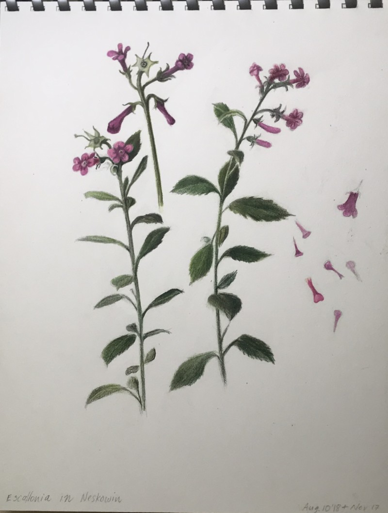 escallonia