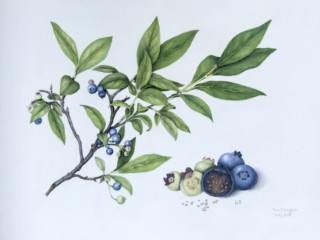 2018 Blueberries