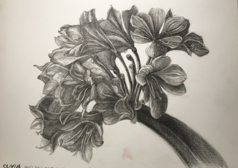 clivia-flowers-study