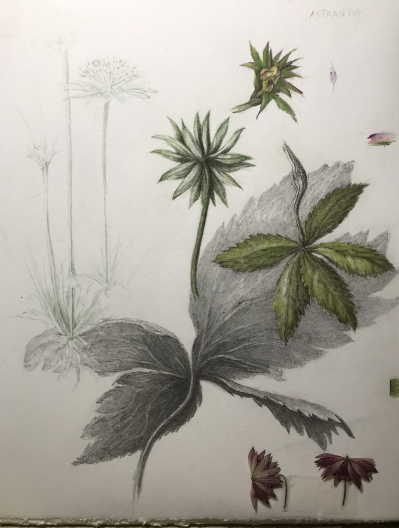 astrantia