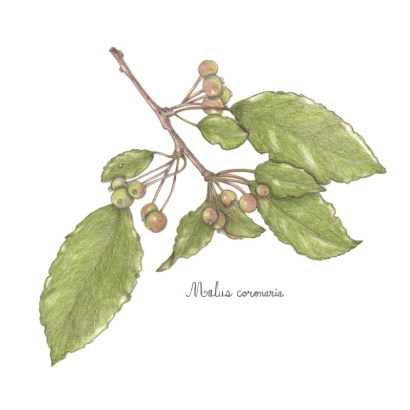 botanical-practice-american-crabtree