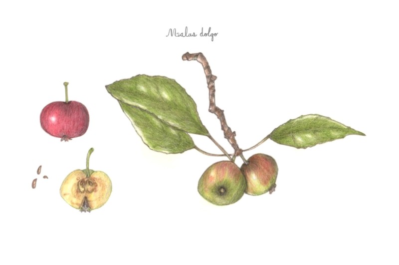 botanical-practice-crabapple-large
