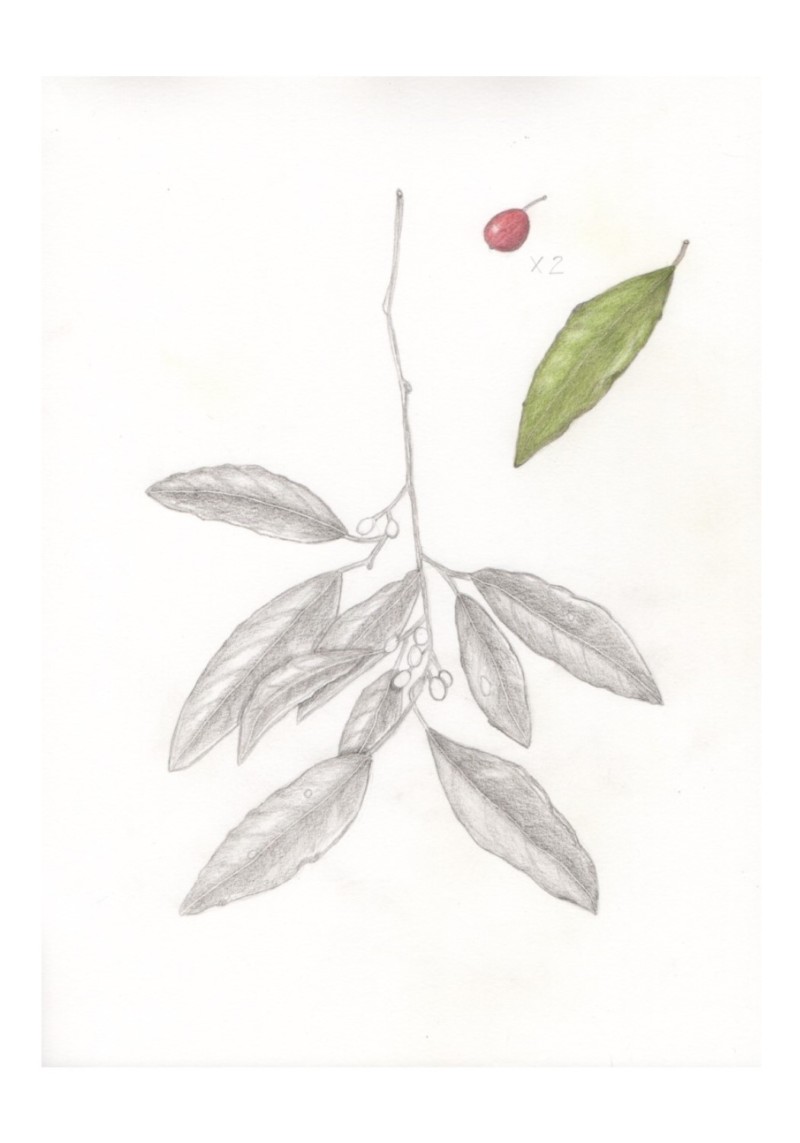 botanical-practice-kaffir-plum-2