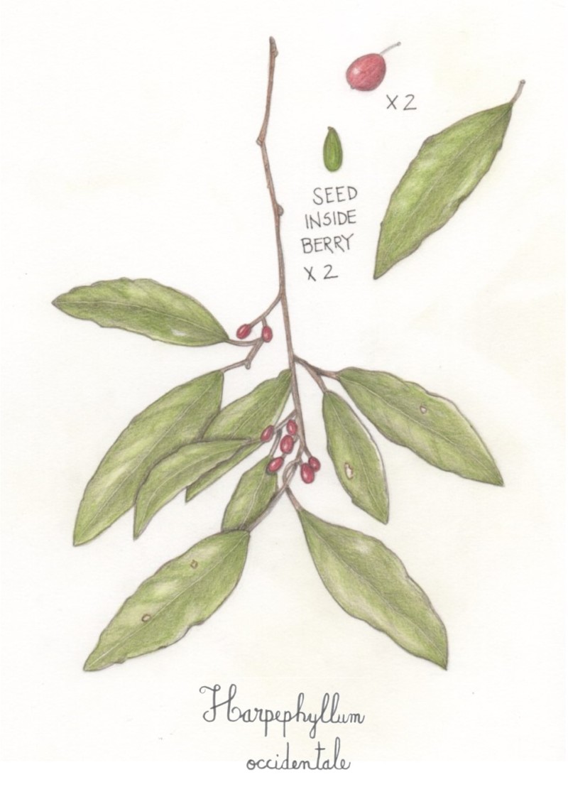 botanical-practice-kaffir-plum-3