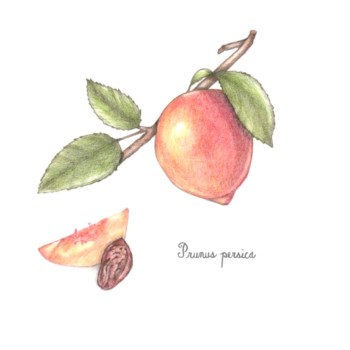 botanical-practice-peach-2