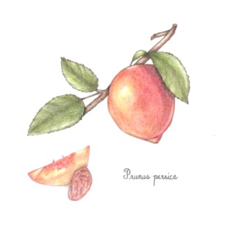 botanical-practice-peach