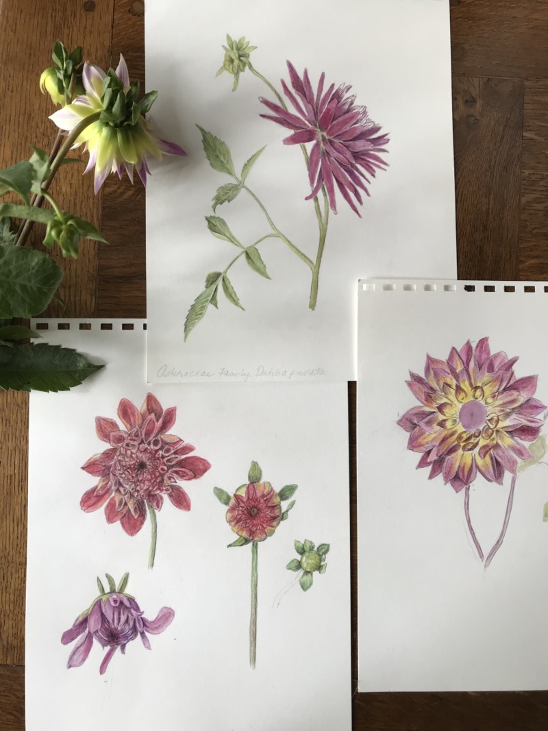 collection-of-fall-dahlia-drawings