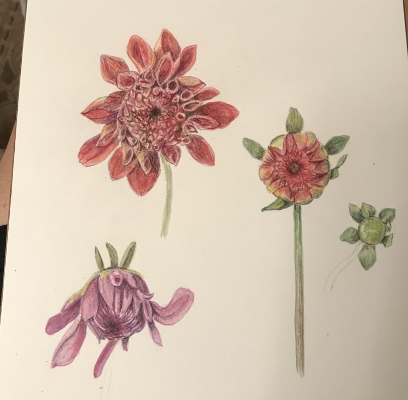 study-of-opening-dahlia