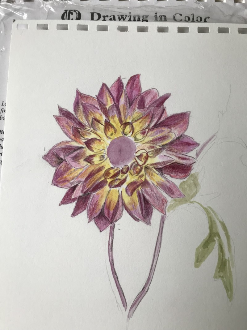 dahlia