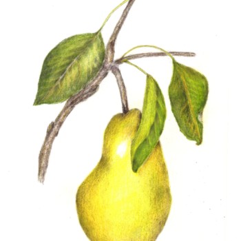 pear-2-3