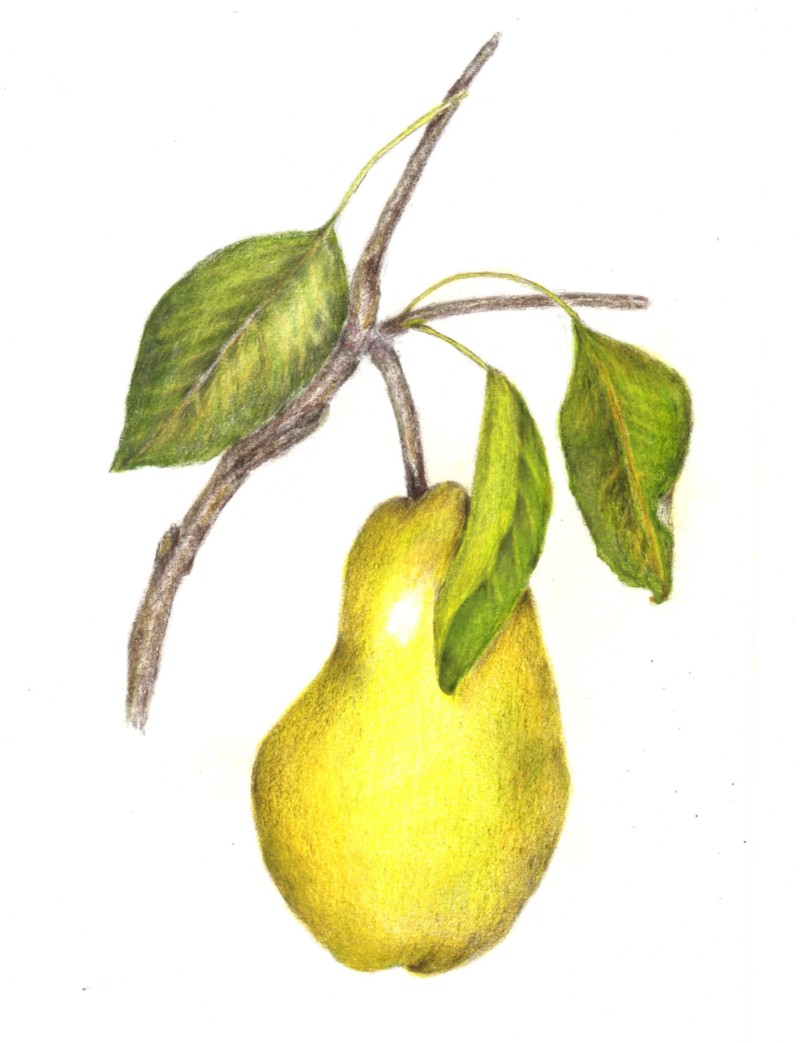 pear-2-3