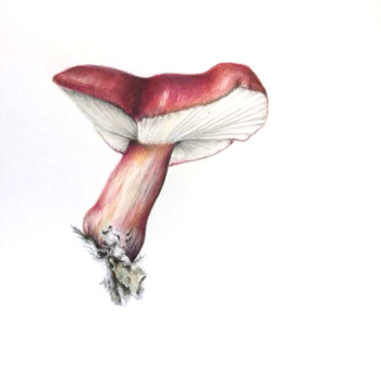 russella-mushroom-2