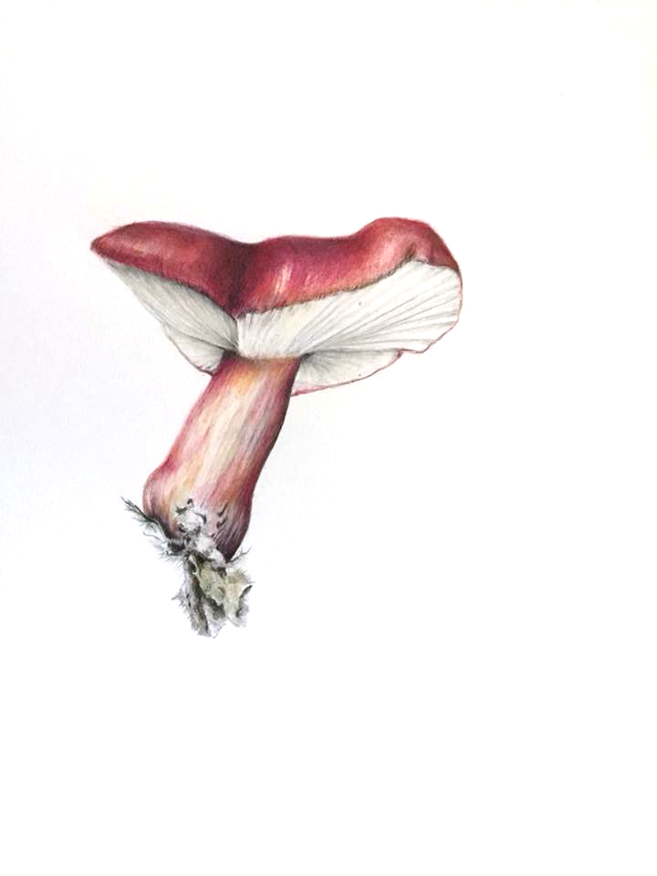 russella-mushroom-2