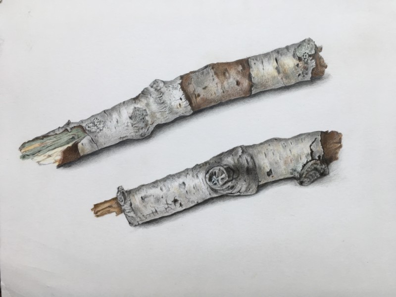 birch-branches-111818