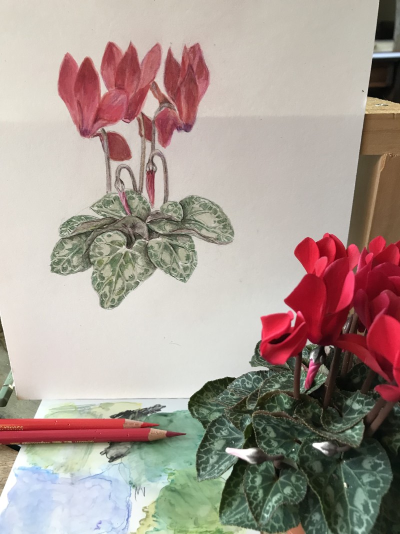 mini-cyclamen-for-christmas