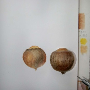 stephey-acorn-in-process