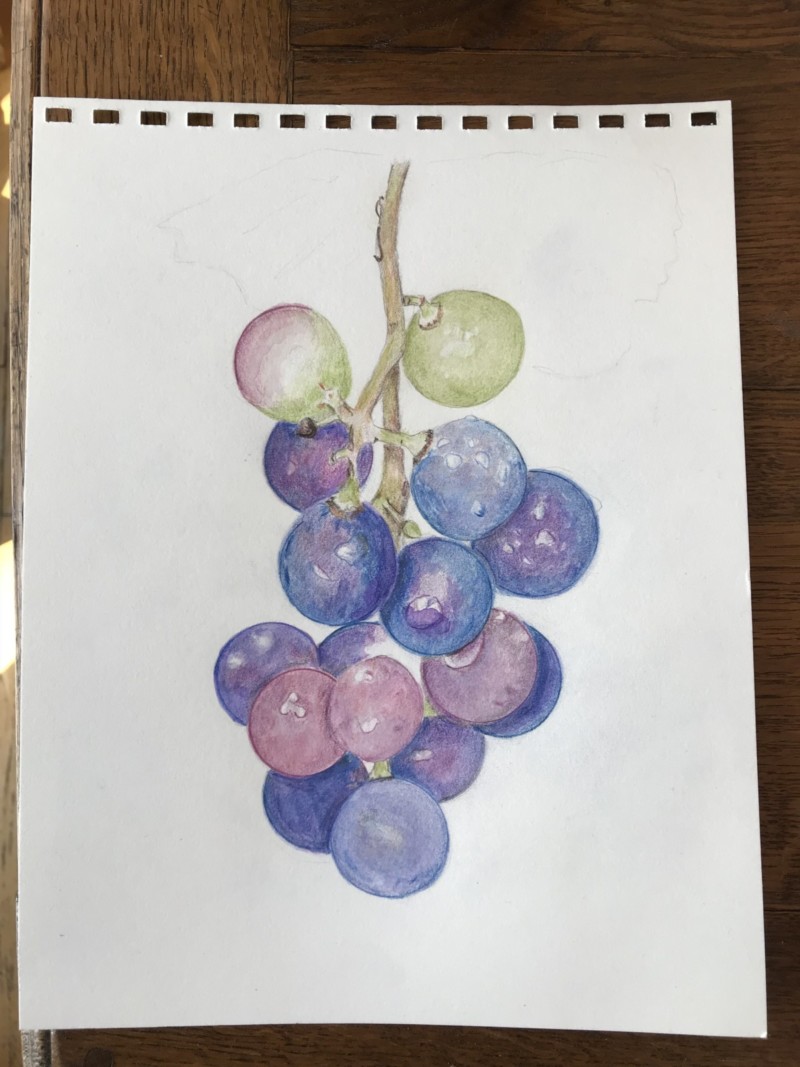 detail-from-grape-vine-study