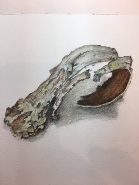 birch-branch-colored-pencil