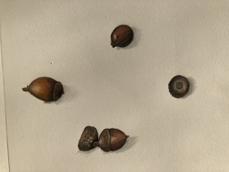 winter-acorns