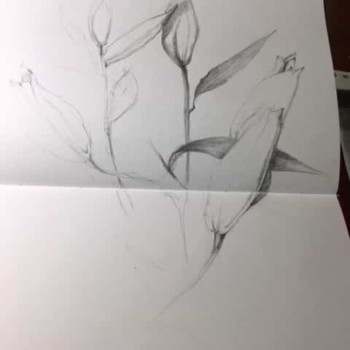 stargazer-lily-buds-sketch