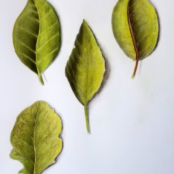 3-leaves
