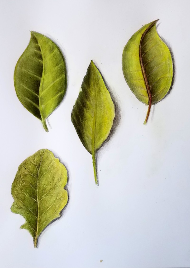 3-leaves