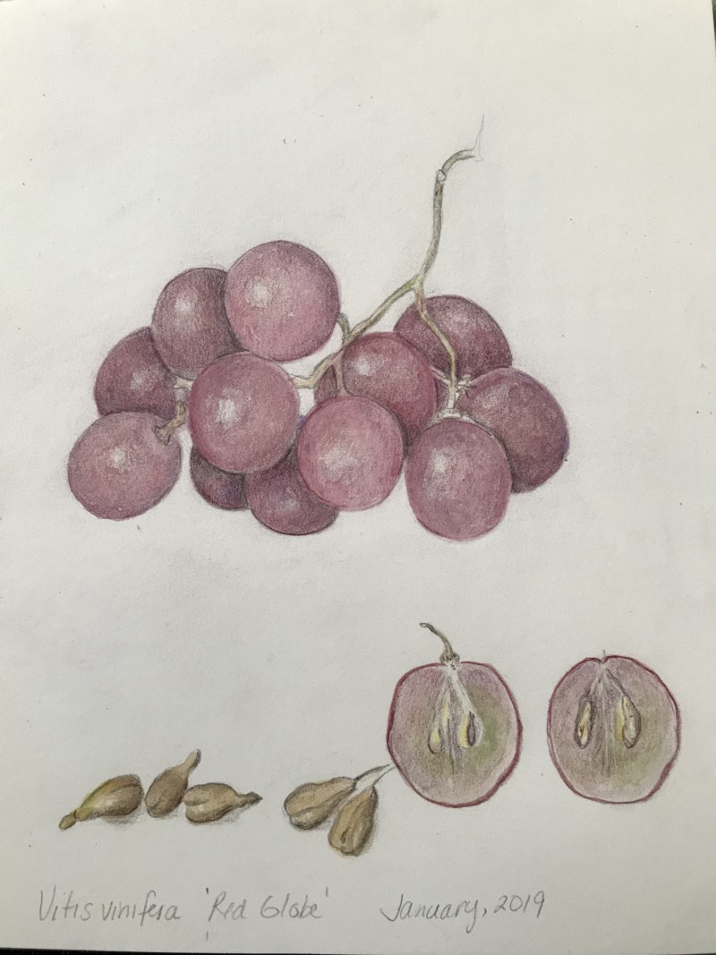 grape-study