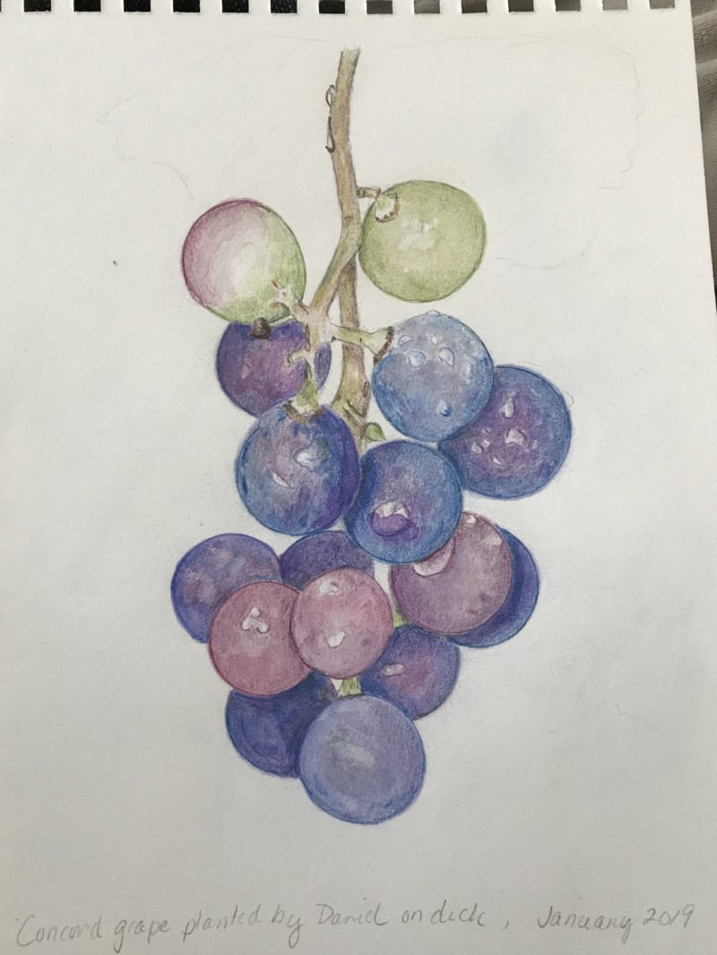grape-study-grapes-from-my-garden