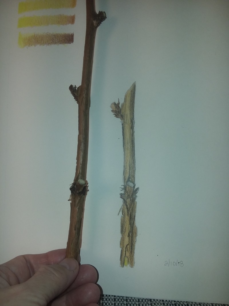 lesson-1-branch