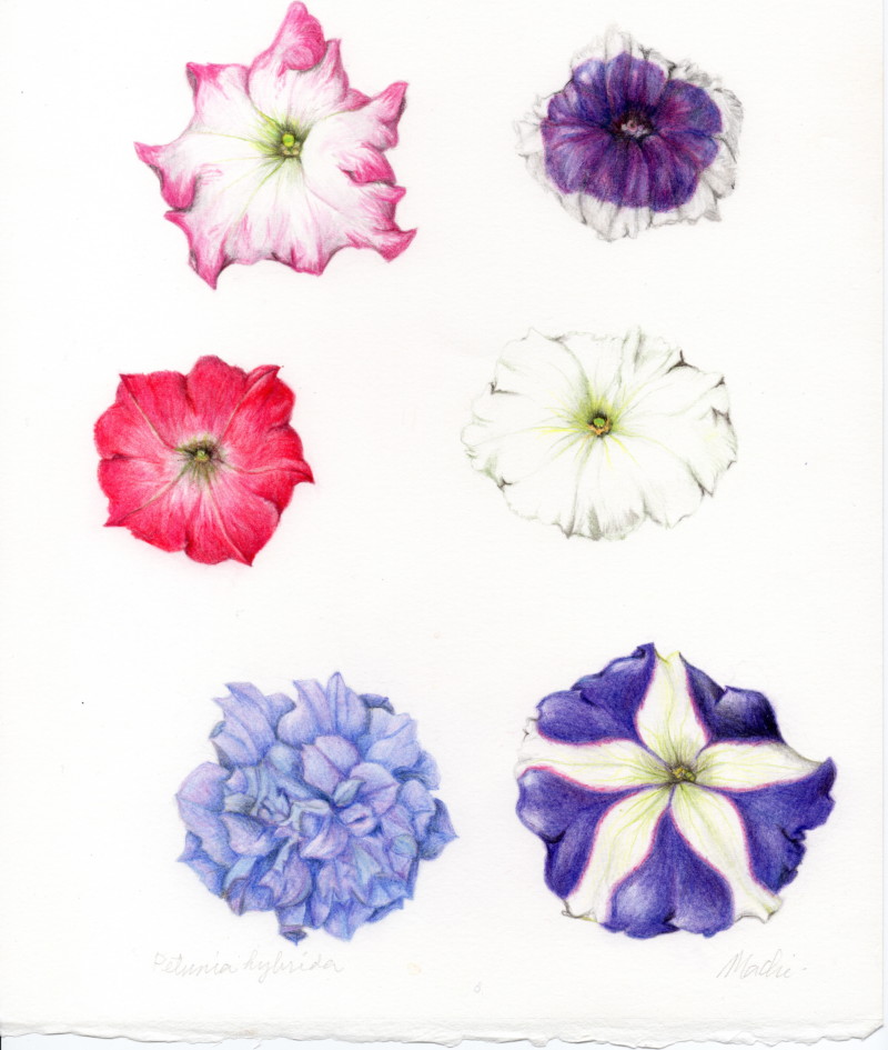 petunia-flowers-feb-2019